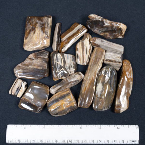 Tumbling Polished Petrified Wood