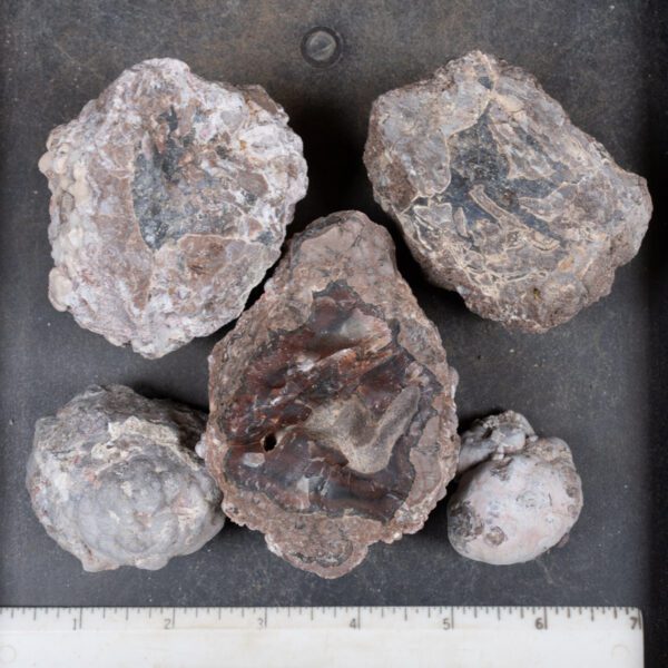 Baker Ranch Agate Nodules