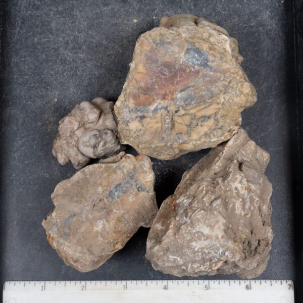 Cold Mountain Thunderegg Nodules