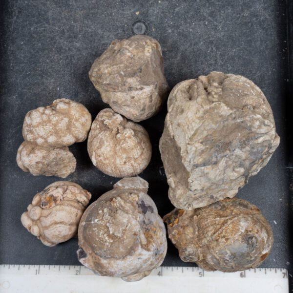 Cold Mountain Thunderegg Nodules
