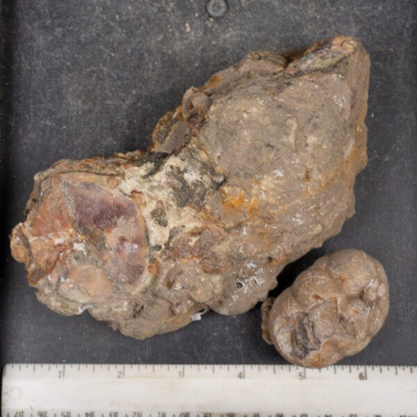 Cold Mountain Thunderegg Nodules