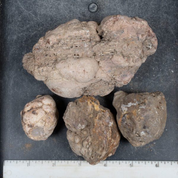 Cold Mountain Thunderegg Nodules