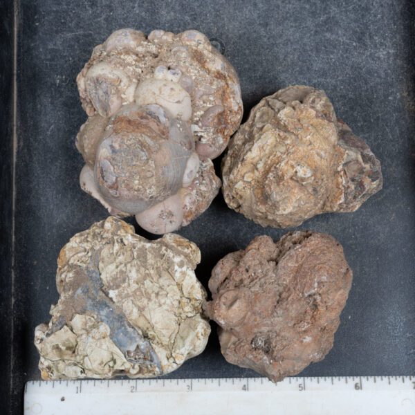 Cold Mountain Thunderegg Nodules
