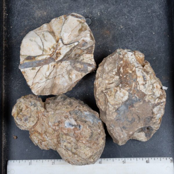 Cold Mountain Thunderegg Nodules
