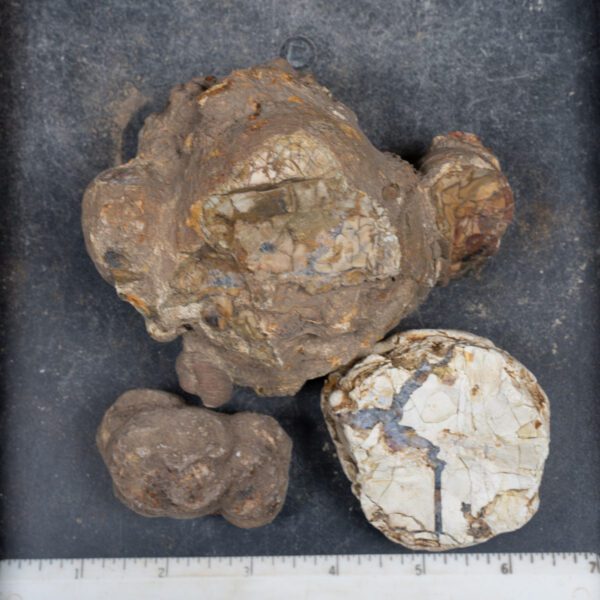 Cold Mountain Thunderegg Nodules