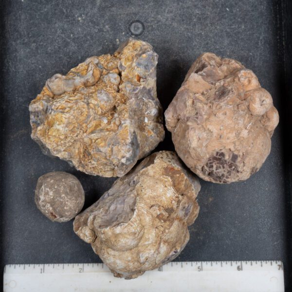 Cold Mountain Thunderegg Nodules