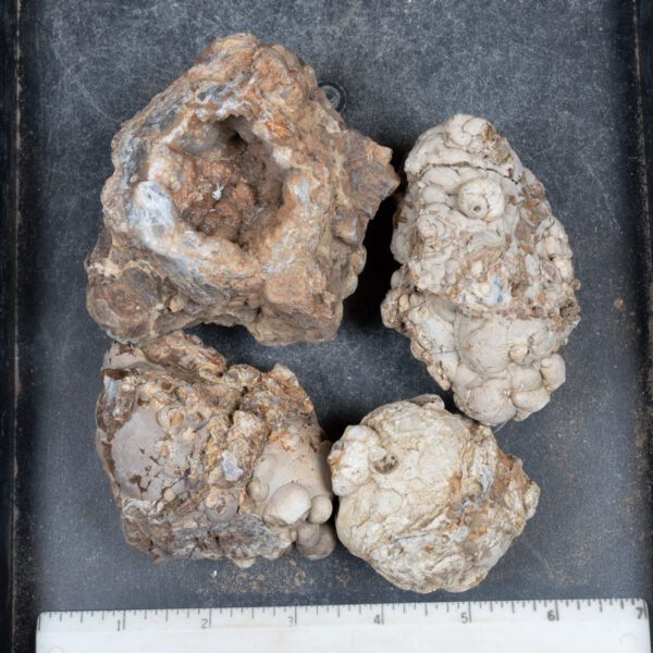 Cold Mountain Thunderegg Nodules