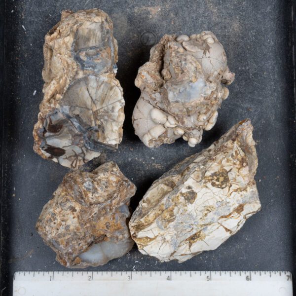 Cold Mountain Thunderegg Nodules
