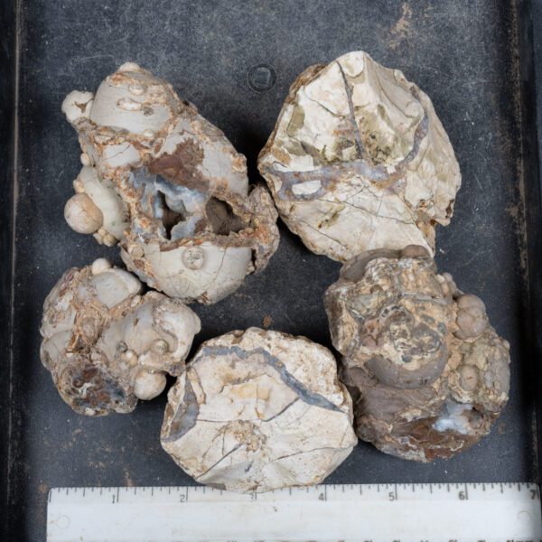 Cold Mountain Thunderegg Nodules