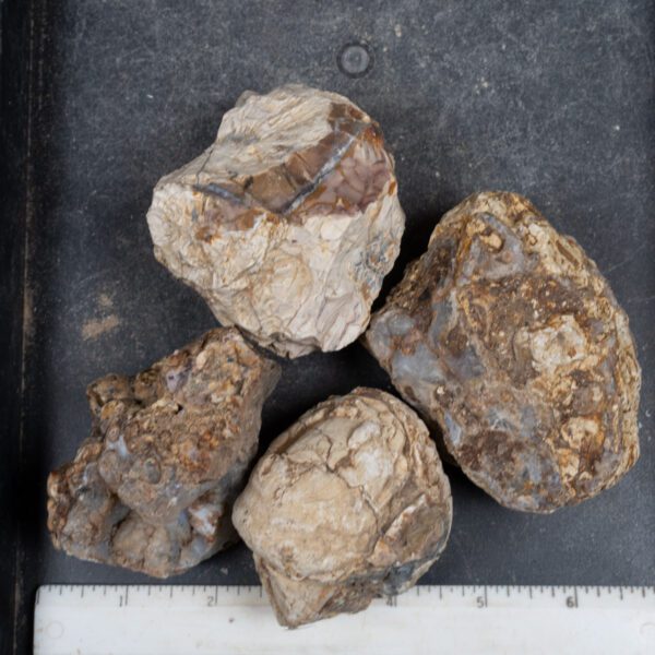 Cold Mountain Thunderegg Nodules