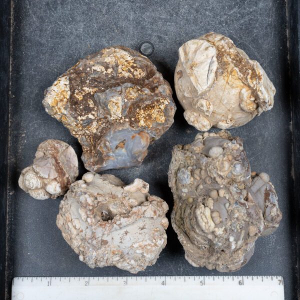 Cold Mountain Thunderegg Nodules