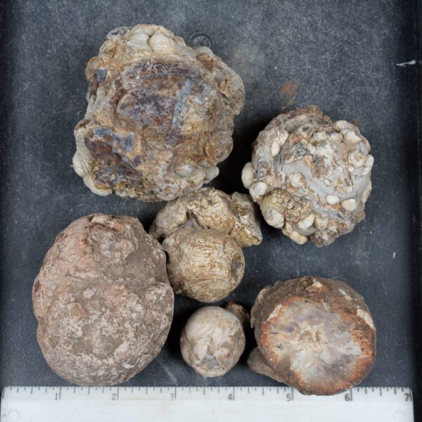 Cold Mountain Thunderegg Nodules