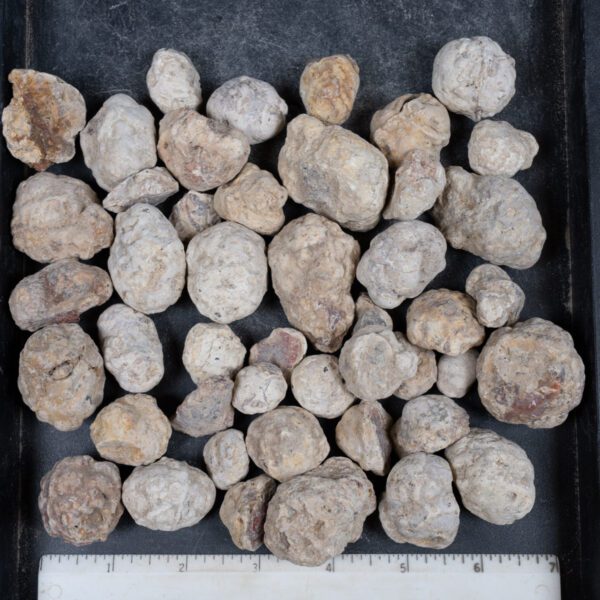 Mexican Red Hot Agate (Berrendo) Nodules