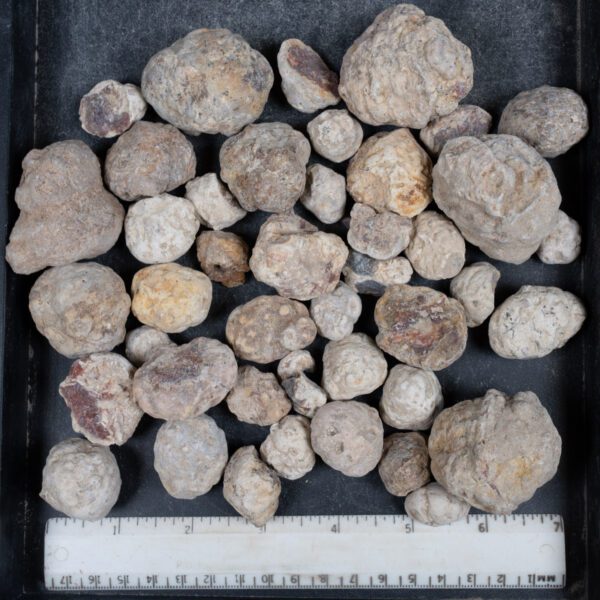 Mexican Red Hot Agate (Berrendo) Nodules