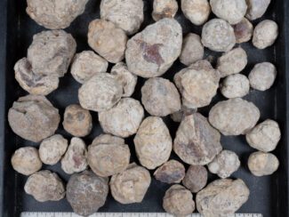 Mexican Red Hot Agate (Berrendo) Nodules