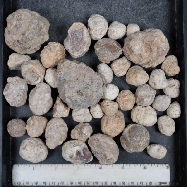 Mexican Red Hot Agate (Berrendo) Nodules