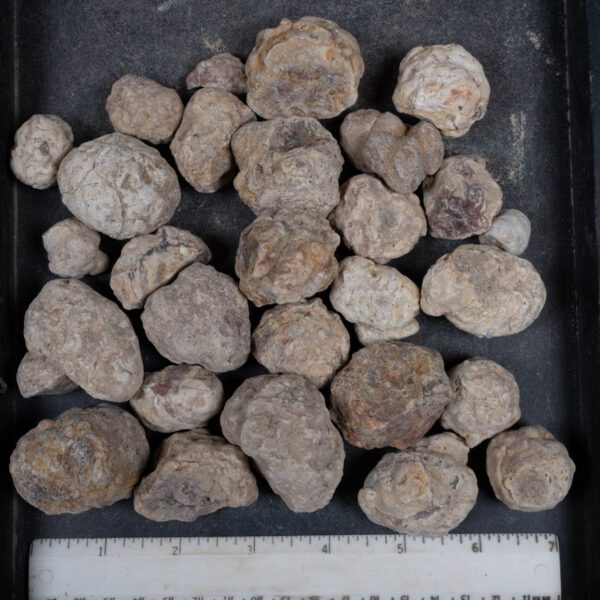 Mexican Red Hot Agate (Berrendo) Nodules